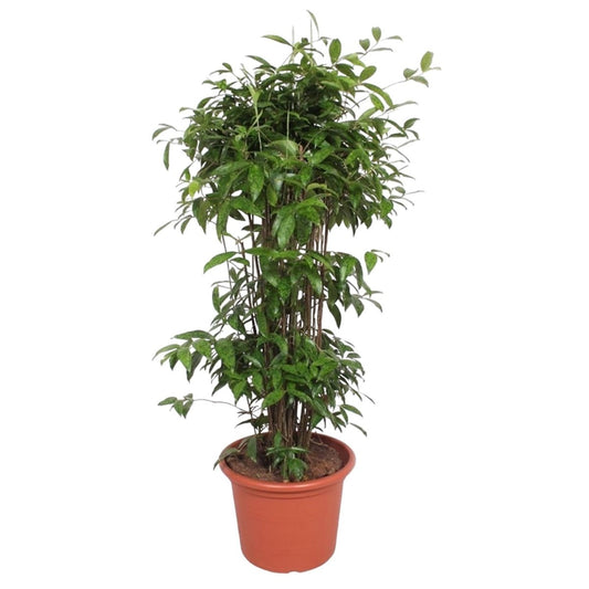 Dracaena Surculosa 1 - LushLeaf | Online planten bestellen