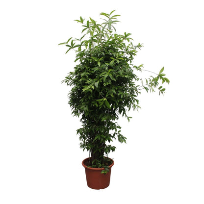 Dracaena Surculosa 7 - LushLeaf | Online planten bestellen