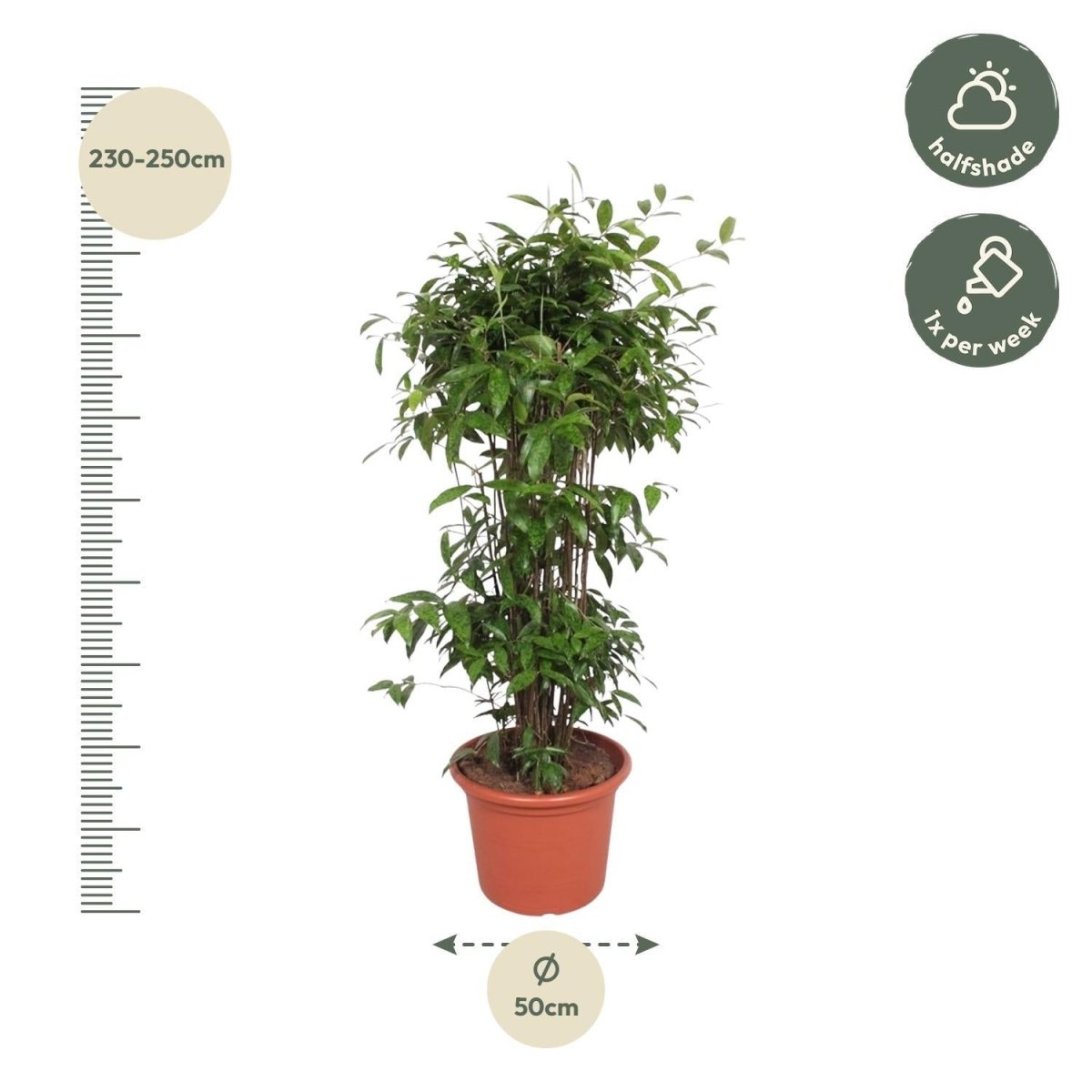 Dracaena Surculosa 4 - LushLeaf | Online planten bestellen