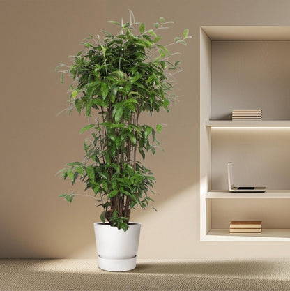Dracaena Surculosa 3 - LushLeaf | Online planten bestellen