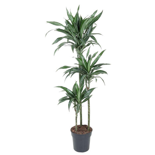 Dracaena Ulises 1 - LushLeaf | Online planten bestellen