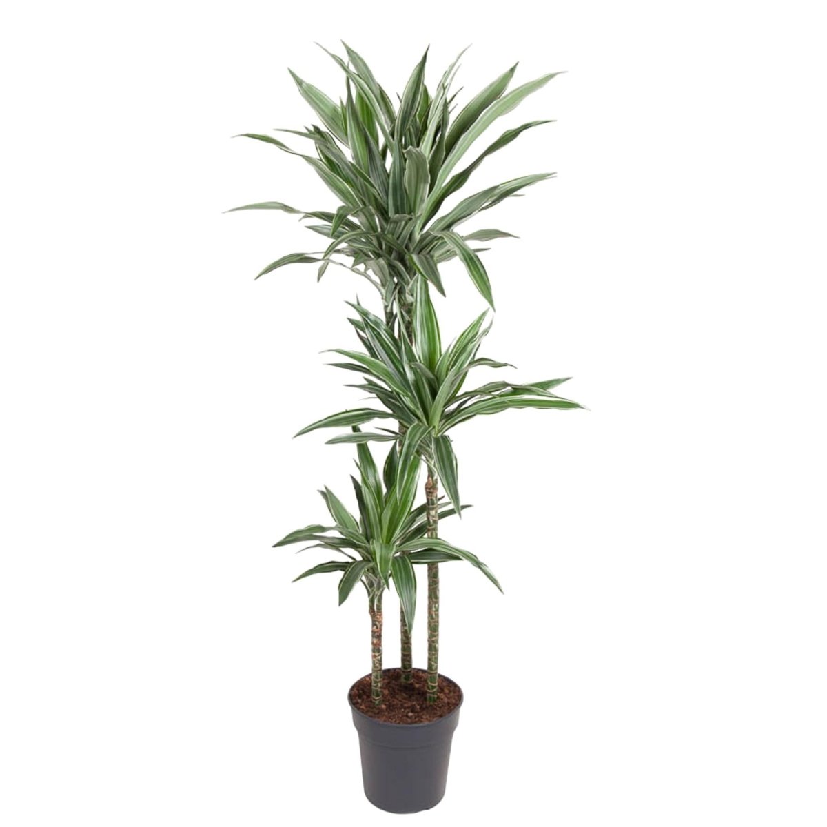 Dracaena Warneckei 1 - LushLeaf | Online planten bestellen