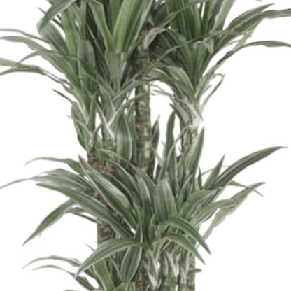 Dracaena Warneckei Carrousel 2 - LushLeaf | Online planten bestellen