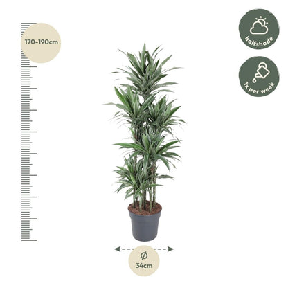 Dracaena Warneckei Carrousel | XL 4 - LushLeaf | Online planten bestellen