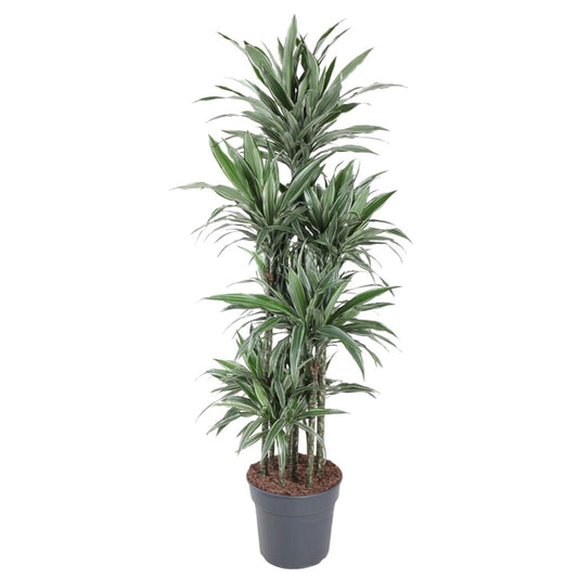 Dracaena Warneckei Carrousel | XL 1 - LushLeaf | Online planten bestellen