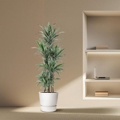 Dracaena Warneckei Carrousel | XL 3 - LushLeaf | Online planten bestellen