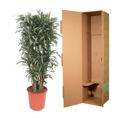 Dracaena Warneckei compacta 5 - LushLeaf | Online planten bestellen