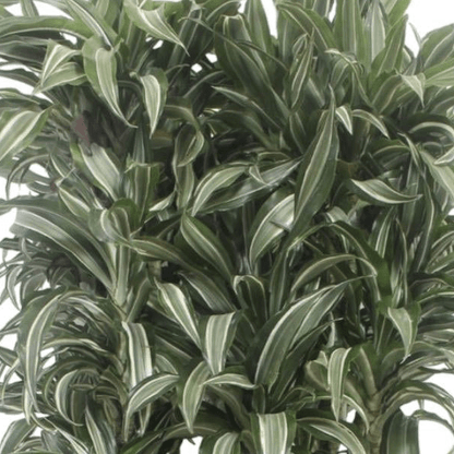 Dracaena Warneckei compacta 2 - LushLeaf | Online planten bestellen