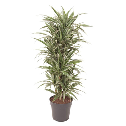 Dracaena Warneckei vertakt 1 - LushLeaf | Online planten bestellen