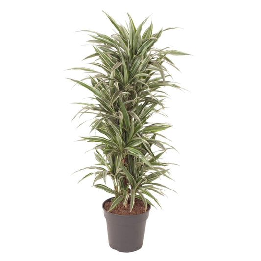 Dracaena Warneckei vertakt 1 - LushLeaf | Online planten bestellen
