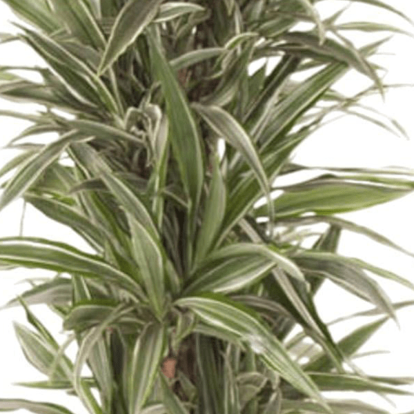 Dracaena Warneckei vertakt 2 - LushLeaf | Online planten bestellen
