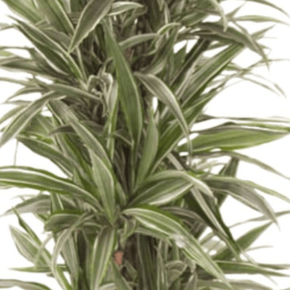Dracaena Warneckei vertakt 2 - LushLeaf | Online planten bestellen
