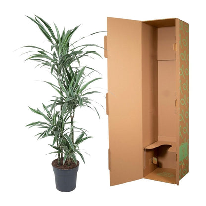 Dracaena Warneckei | XL 5 - LushLeaf | Online planten bestellen