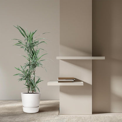 Dracaena Warneckei | XL 3 - LushLeaf | Online planten bestellen