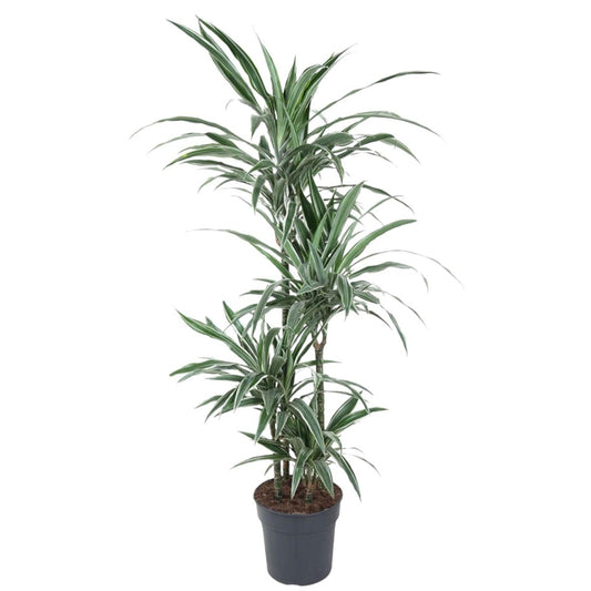 Dracaena Warneckei | XL 1 - LushLeaf | Online planten bestellen