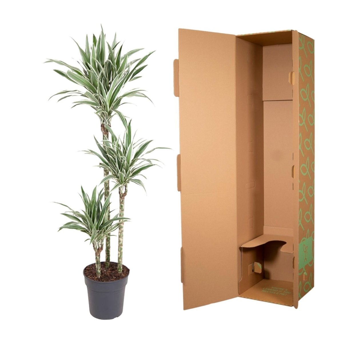 Dracaena White Stripe 5 - LushLeaf | Online planten bestellen