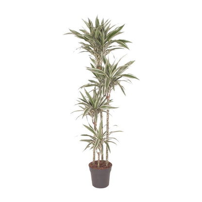 Dracaena White Stripe 6 - LushLeaf | Online planten bestellen