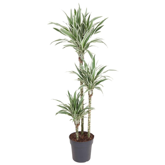 Dracaena White Stripe 1 - LushLeaf | Online planten bestellen