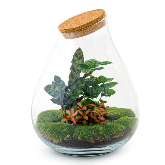 Drop Rood | DIY terrarium 1 - LushLeaf | Online planten bestellen