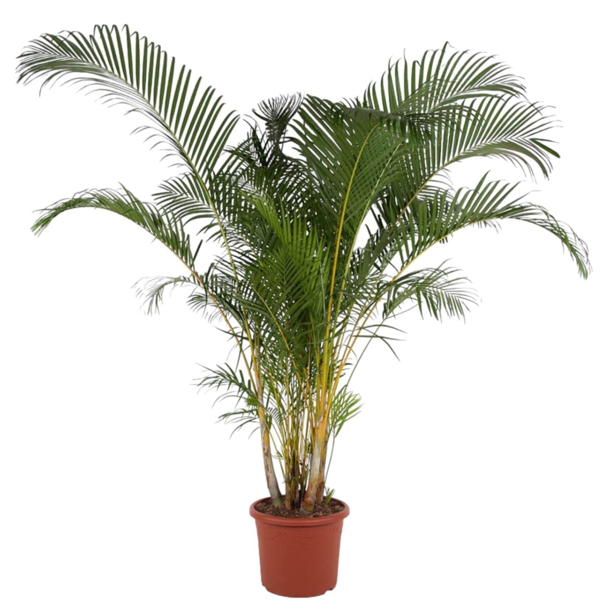 Dypsis Lutescens (Areca palm) | XL 13 - LushLeaf | Online planten bestellen