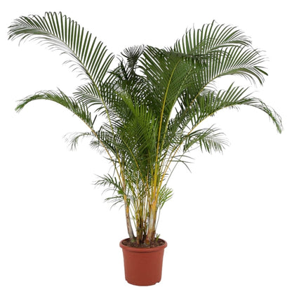 Dypsis Lutescens (Areca palm) | XL 13 - LushLeaf | Online planten bestellen