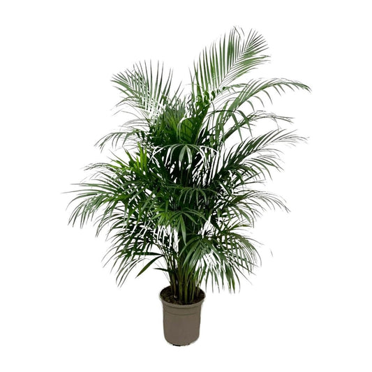 Dypsis Lutescens (Areca palm) | XL 1 - LushLeaf | Online planten bestellen