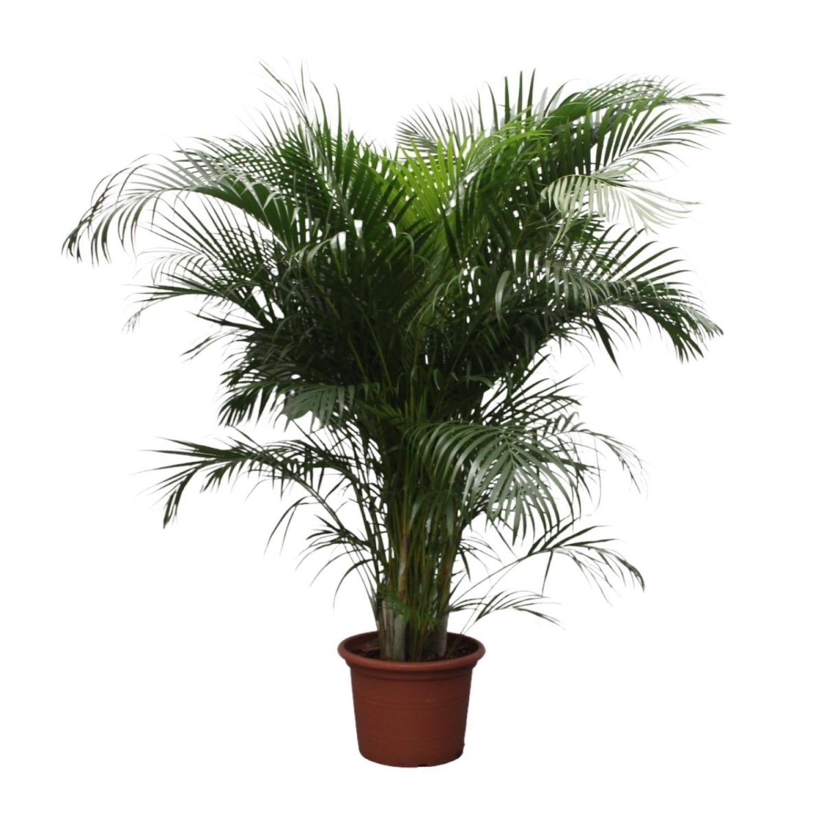 Dypsis Lutescens (Areca palm) | XL 9 - LushLeaf | Online planten bestellen