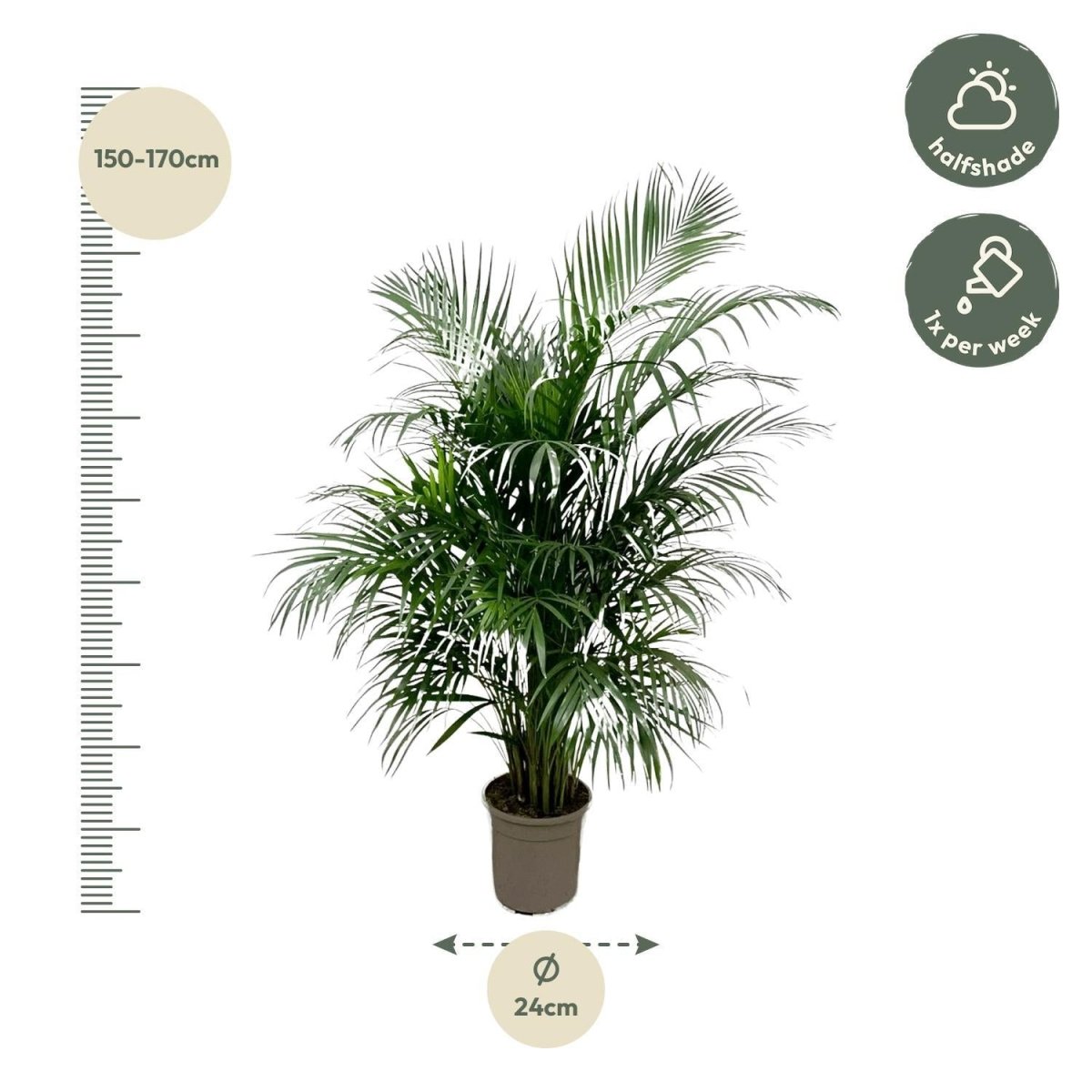 Dypsis Lutescens (Areca palm) | XL 4 - LushLeaf | Online planten bestellen