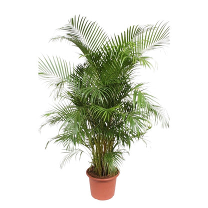 Dypsis Lutescens (Areca palm) | XL 10 - LushLeaf | Online planten bestellen