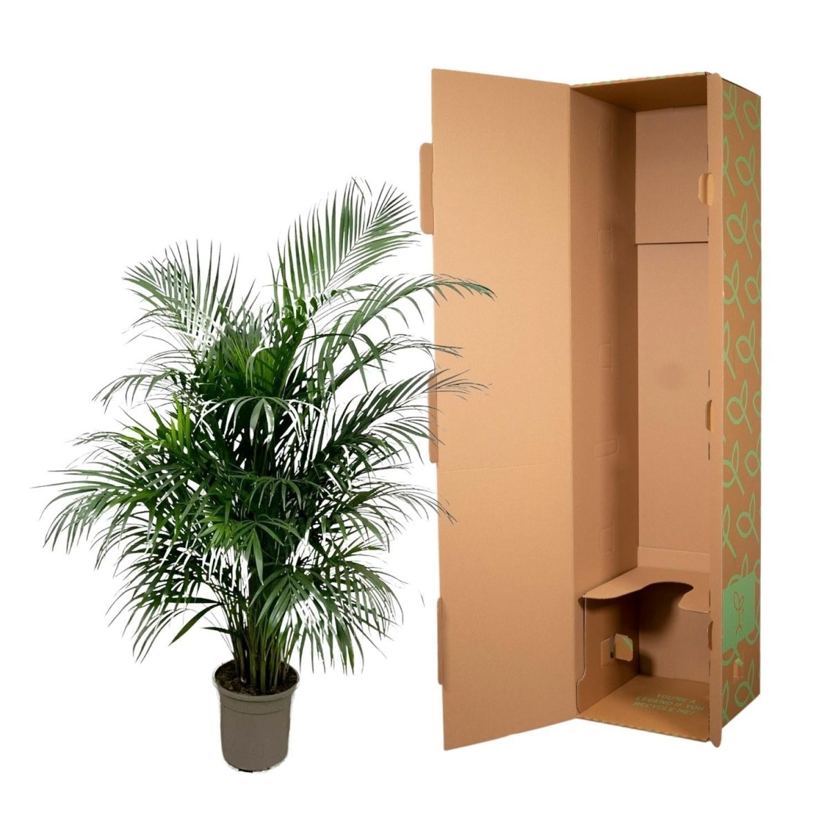 Dypsis Lutescens (Areca palm) | XL 5 - LushLeaf | Online planten bestellen