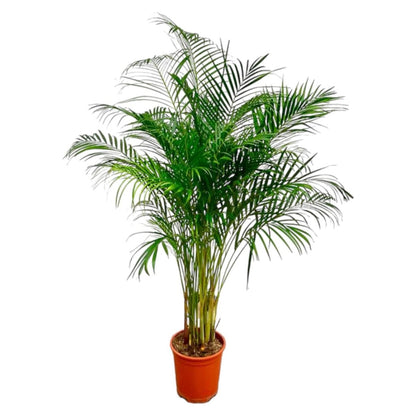 Dypsis Lutescens (Areca palm) | XL 7 - LushLeaf | Online planten bestellen