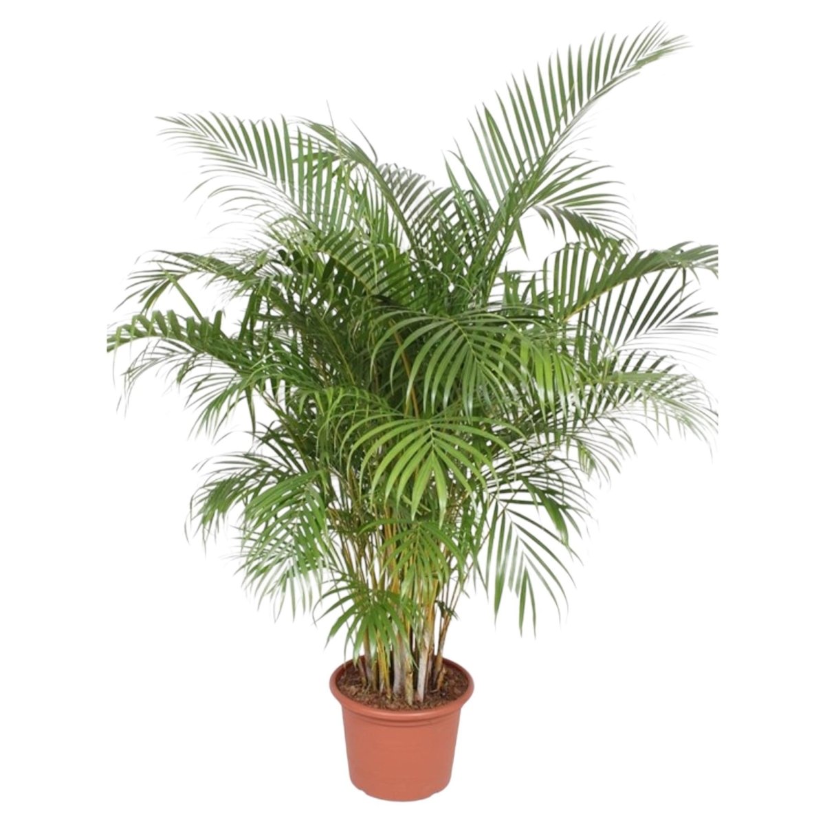Dypsis Lutescens (Areca palm) | XL 8 - LushLeaf | Online planten bestellen