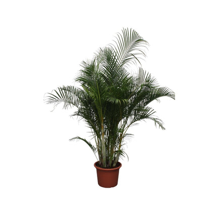Dypsis Lutescens (Areca palm) | XL 11 - LushLeaf | Online planten bestellen