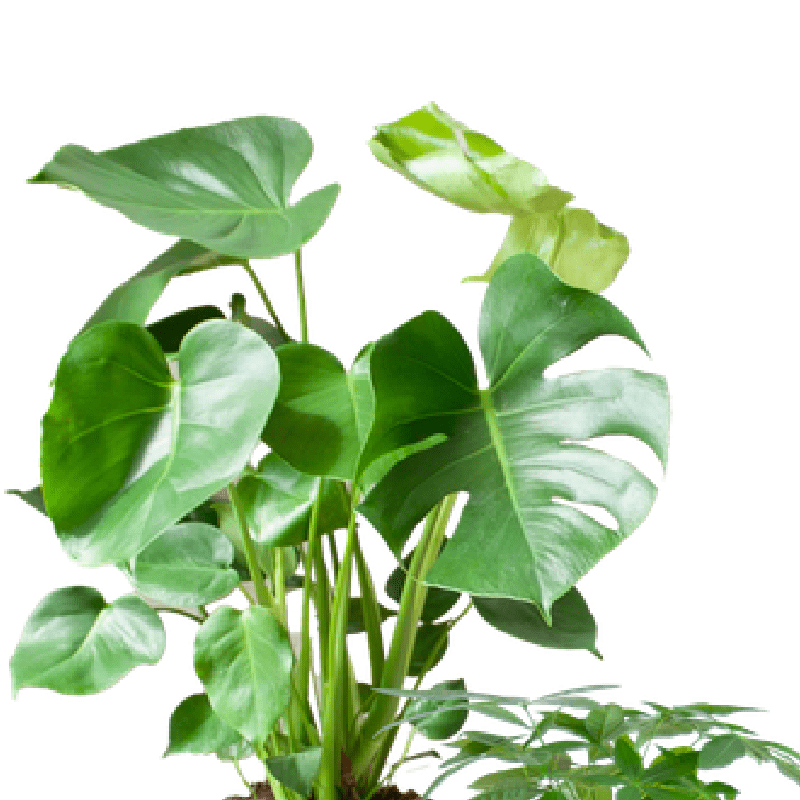 Easy care plantenset | 4 stuks 2 - LushLeaf | Online planten bestellen