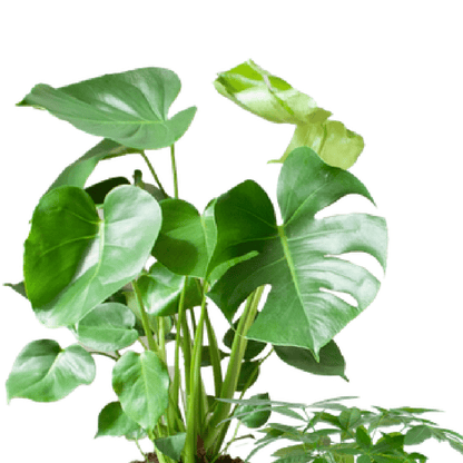 Easy care plantenset | 4 stuks 2 - LushLeaf | Online planten bestellen