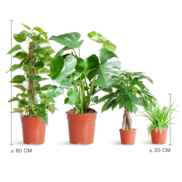 Easy care plantenset | 4 stuks 4 - LushLeaf | Online planten bestellen