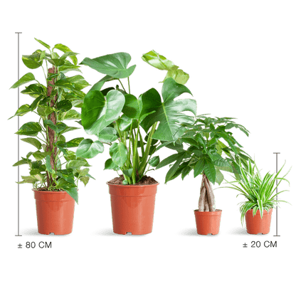 Easy care plantenset | 4 stuks 4 - LushLeaf | Online planten bestellen