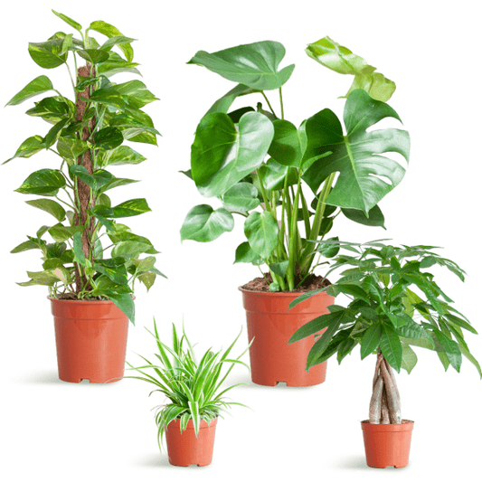 Easy care plantenset | 4 stuks 1 - LushLeaf | Online planten bestellen