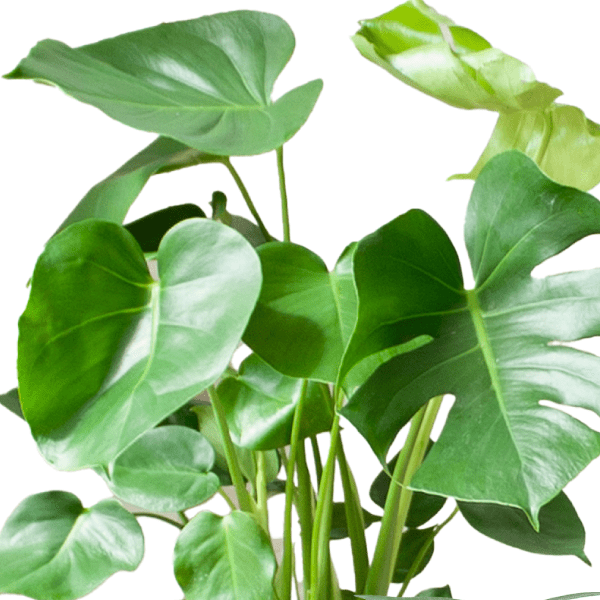 Easy care plantenset | 4 stuks 2 - LushLeaf | Online planten bestellen