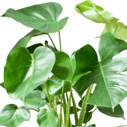Easy care plantenset | 4 stuks 2 - LushLeaf | Online planten bestellen