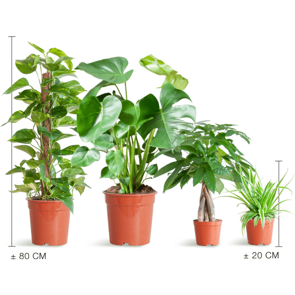 Easy care plantenset | 4 stuks 4 - LushLeaf | Online planten bestellen