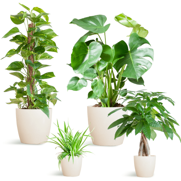Easy care plantenset | 4 stuks 5 - LushLeaf | Online planten bestellen