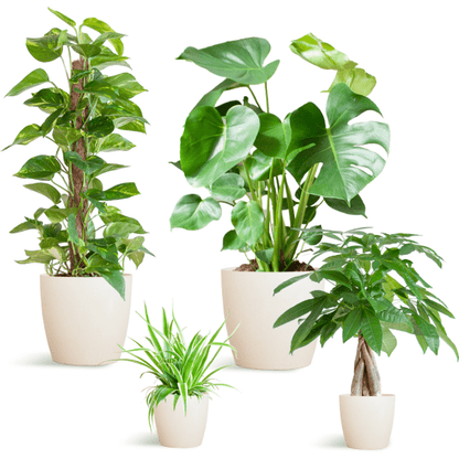Easy care plantenset | 4 stuks 5 - LushLeaf | Online planten bestellen