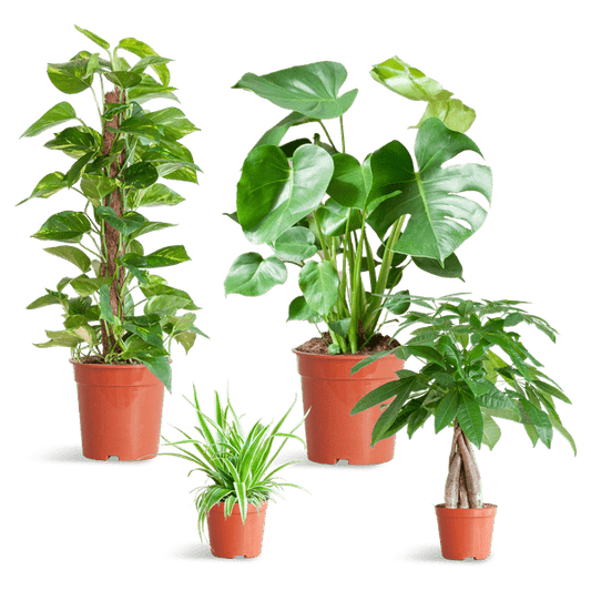 Easy care plantenset | 4 stuks 1 - LushLeaf | Online planten bestellen