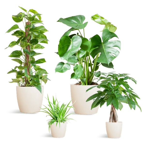 Easy care plantenset | 4 stuks 5 - LushLeaf | Online planten bestellen