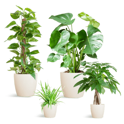 Easy care plantenset | 4 stuks 5 - LushLeaf | Online planten bestellen
