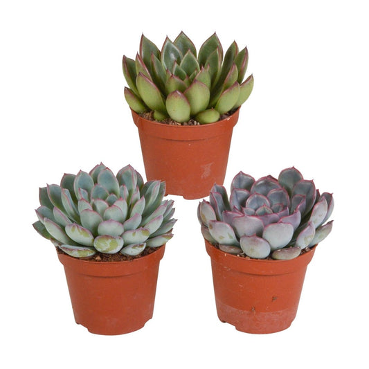 Echeveria mix | 3 stuks 1 - LushLeaf | Online planten bestellen