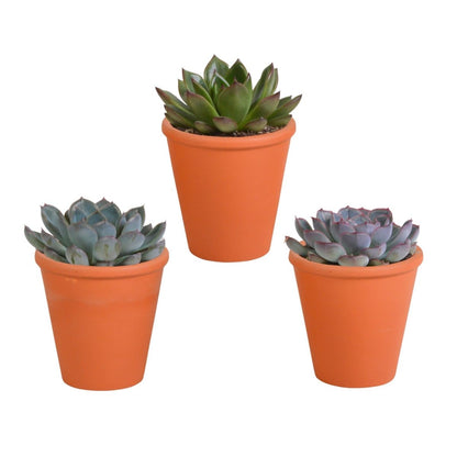 Echeveria mix | 3 stuks 6 - LushLeaf | Online planten bestellen