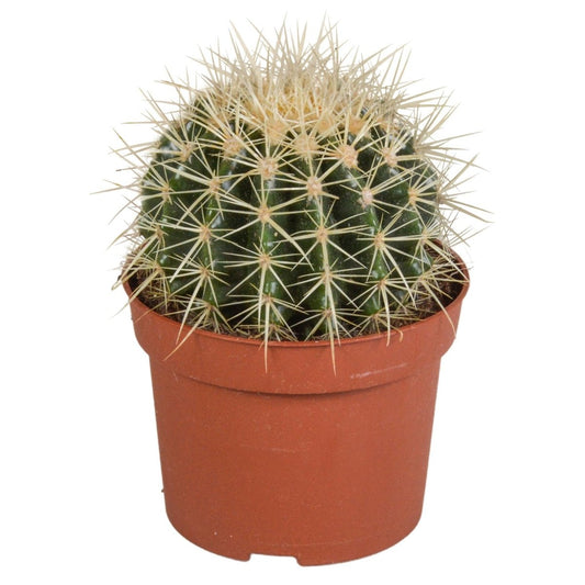 Echinocactus grusonii 1 - LushLeaf | Online planten bestellen