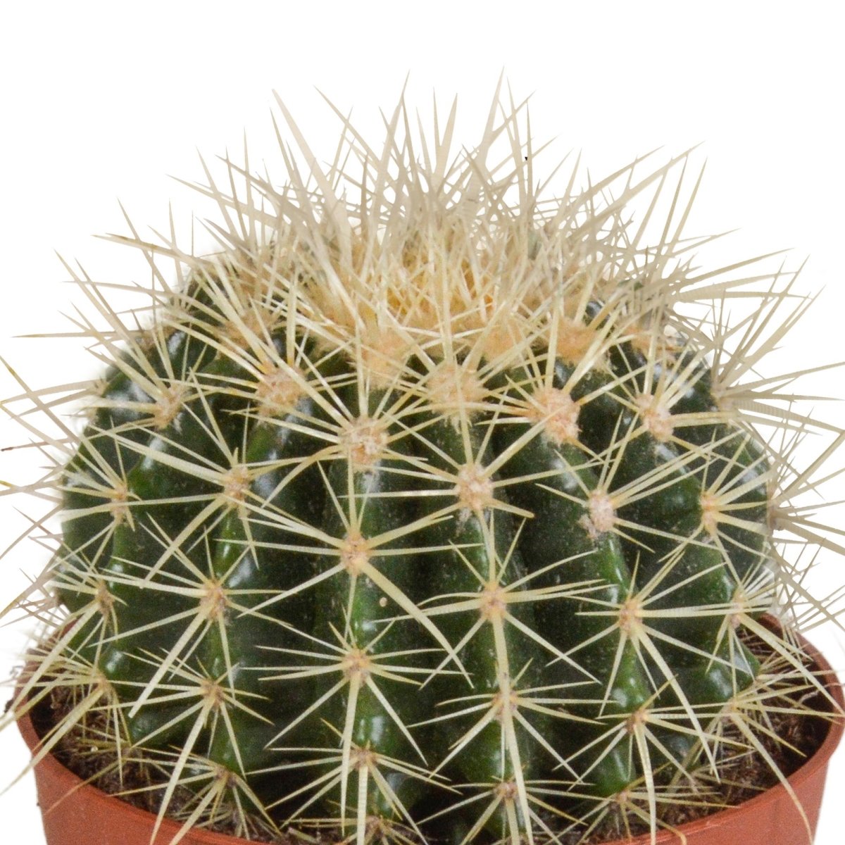 Echinocactus grusonii 2 - LushLeaf | Online planten bestellen